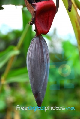 Banana Stock Photo