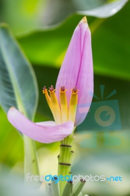 Banana Blossom Stock Photo