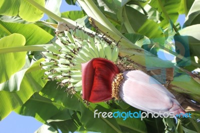 Banana Blossom Stock Photo