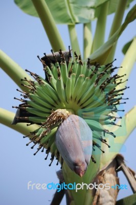 Banana Blossom Stock Photo