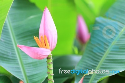 Banana Blossom Stock Photo