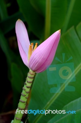 Banana Flower  Stock Photo