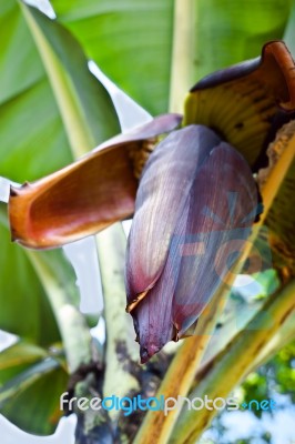 Banana Flower Stock Photo