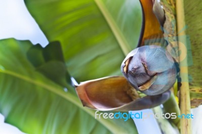 Banana Flower Stock Photo