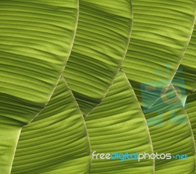 Banana Foliage Stock Photo