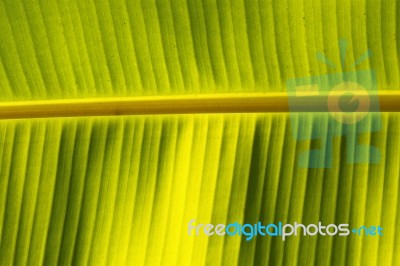 Banana Leaf Stock Photo