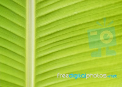 Banana Leaf Stock Photo