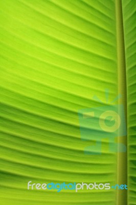 Banana Leaf Stock Photo