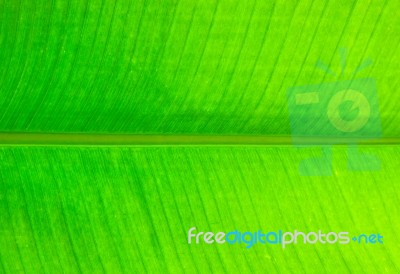 Banana Leaf Stock Photo