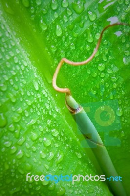 Banana Leaf Stock Photo