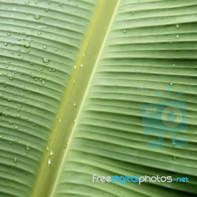 Banana Leaf Stock Photo