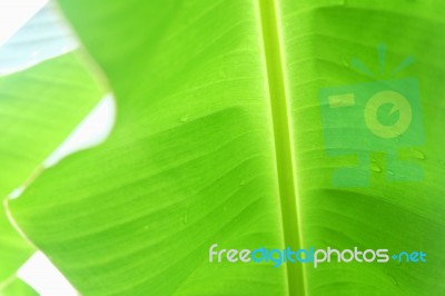 Banana Leaf  Background Stock Photo