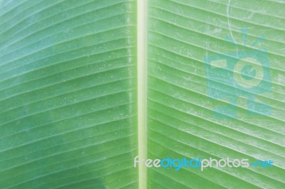 Banana Leaf Background Stock Photo