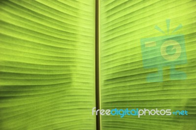 Banana Leaf, Banana Leaf Texture, Banana Leaf Backgrounds Stock Photo