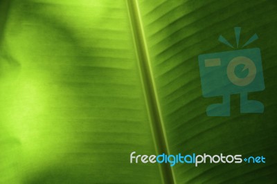 Banana Leaf In Thailand Stock Photo