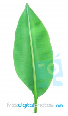 Banana Leaf Isolated On White Background Stock Photo