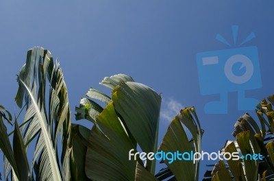 
Banana Leaf Rocking Motion Waving Fanned By Strong Winds Under Stock Photo