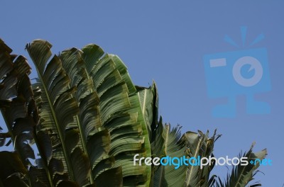 
Banana Leaf Rocking Motion Waving Fanned By Strong Winds Under Stock Photo