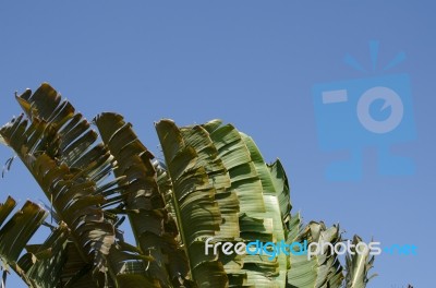 
Banana Leaf Rocking Motion Waving Fanned By Strong Winds Under Stock Photo