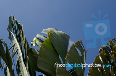 
Banana Leaf Rocking Motion Waving Fanned By Strong Winds Under Stock Photo