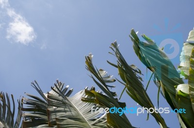 
Banana Leaf Rocking Motion Waving Fanned By Strong Winds Under Stock Photo