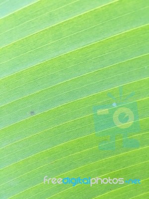 Banana Leaf Texture Stock Photo