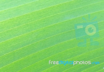 Banana Leaf Texture Stock Photo