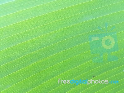 Banana Leaf Texture Stock Photo