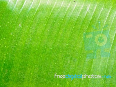 Banana Leaf Texture Stock Photo