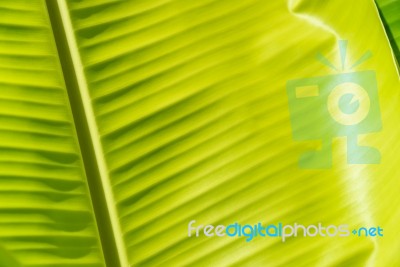 Banana Leaf Texture Stock Photo