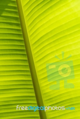 Banana Leaf Texture Stock Photo