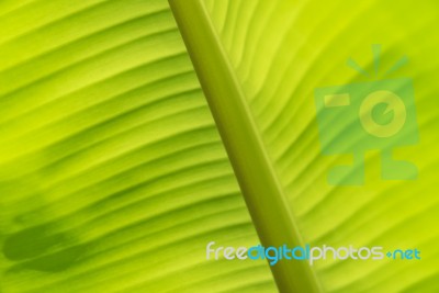 Banana Leaf Texture Stock Photo