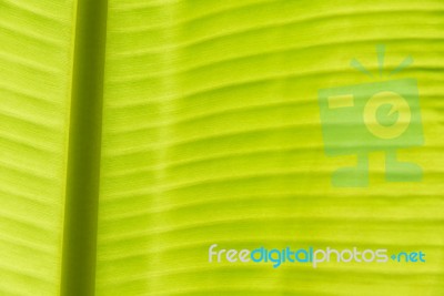 Banana Leaf Texture Stock Photo