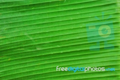 Banana Leaf Texture Background Stock Photo