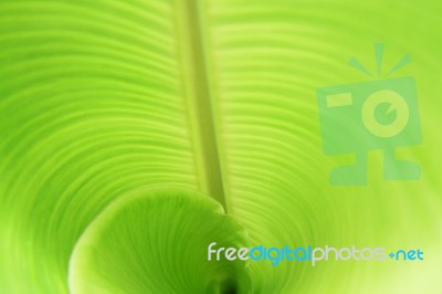 Banana Leaf Texture Or Background Stock Photo