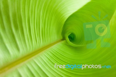 Banana Leaves Stock Photo