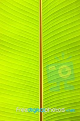 Banana Leaves Background Stock Photo