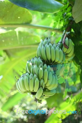 Banana Tree Stock Photo