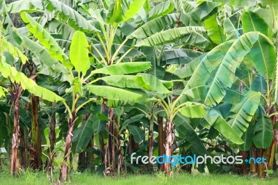 Banana Tree Stock Photo