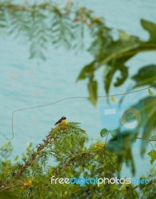 Bananaquit Stock Photo