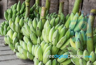 Bananas Harvesting To Market In Close Up Stock Photo