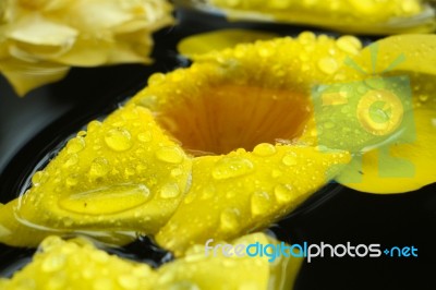 Banburee Flower With Drop Of Water Stock Photo