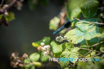 Banded Demoiselle (calopteryx Splendens) Male Stock Photo