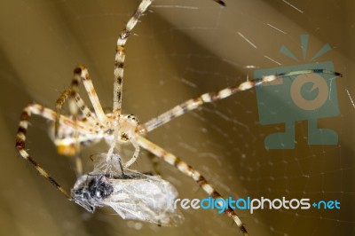 Banded Garden Spider (argiope Trifasciata) Stock Photo