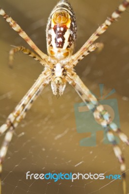 Banded Garden Spider (argiope Trifasciata) Stock Photo