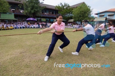 Bangkok, Thailand - Nov 2016: In The Nov 23, 2016. Youth Tug Of War, In Pieamsuwan Elementary School Stock Photo