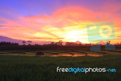 Banjar Shoot Stock Photo