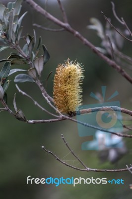 Banksia Stock Photo