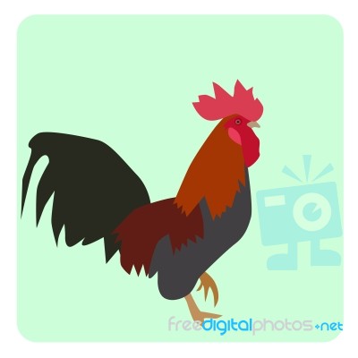 Bantam 1 Stock Image