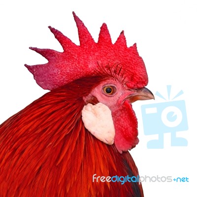 Bantam Stock Photo